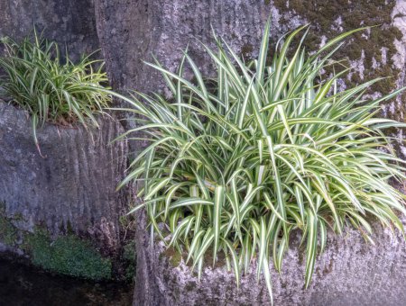 Chlorophytum comosum or spider plant or spider ivy or airplane plant or ribbon plant with striped