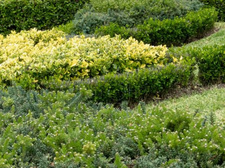 Téléchargez les photos : Euonymus japonicus, grevillea lanigera et buxus sempervirens ont élagué des arbustes. Topiaire bas avec feuillage décoratif - en image libre de droit