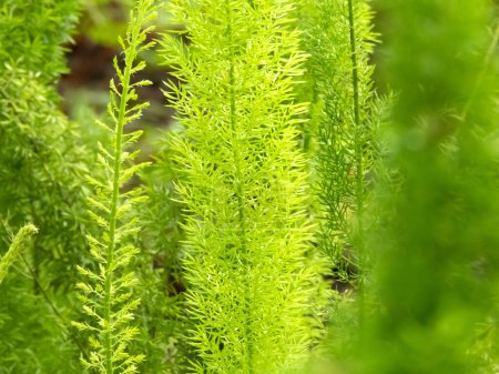 Asparagus densiflorus or asparagus fern plant closeup.  Foxtail asparagus or plume fern bright green leaves and stems in the backlight