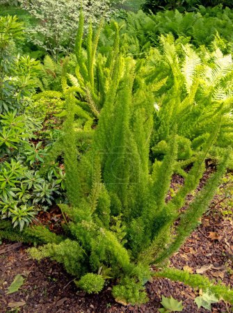 Espárragos densiflorus o planta de helechos espárragos vista general. Espárragos de cola de zorro o helecho de penacho en el jardín.