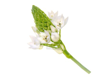 Ornithogalum thyrsoides white flower isolated on white. Chinkerinchee or chincherinchee or star-of-Bethlehem or wonder-flower flowering plant.