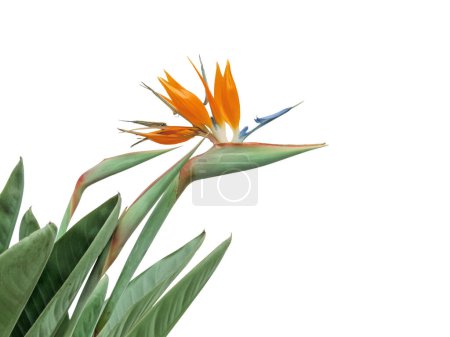 Foto de Strelitzia flor y hojas aisladas en la esquina sobre fondo blanco. Aves del paraíso o planta de flor de la grúa. Strelitzia reginae. - Imagen libre de derechos