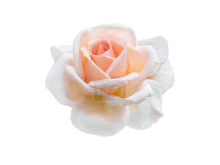 Foto de Rosa naranja flor de rosa y hojas aisladas en blanco. Elegante flor híbrida de rosa de té. Clásica forma de flor de alto centro. - Imagen libre de derechos