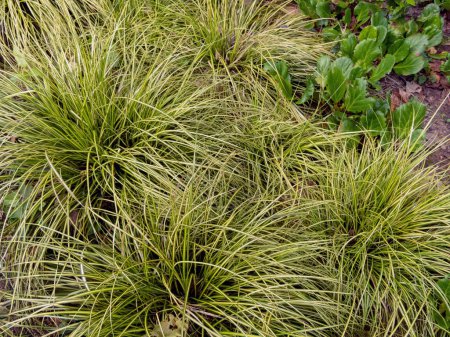 Carex oshimensis ornamental grass. Japanese sedge plants in the garden. Sedge with variegated foliage.
