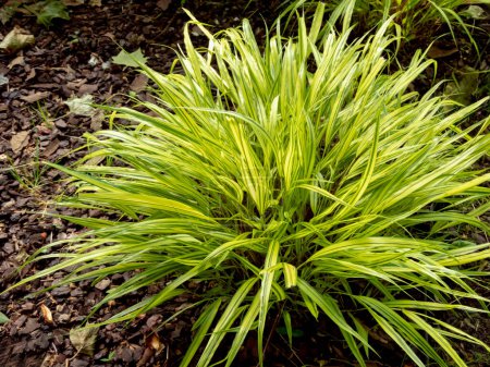 Hakonechloa macra or Japanese forest grass cascading ornamental grass. Hakone ornamental grass bright lime-green variegated foliage.