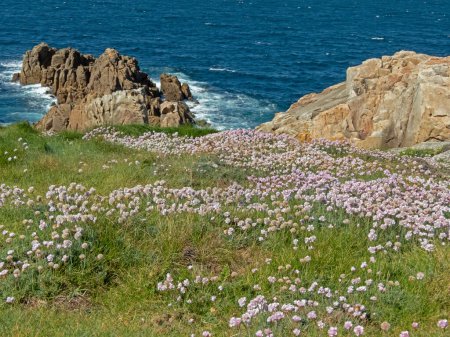 Abundancia de plantas con flores de armería pubigera en los pastizales cerca del mar en La Coruña, Galicia, España.