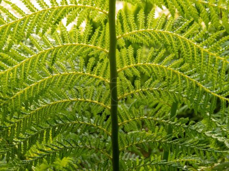 Green lush ostrich fern frond in the sunny spring forest. Matteuccia struthiopteris or fiddlehead fern or shuttlecock fern plant.