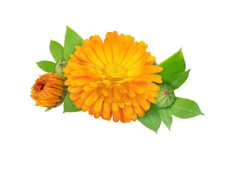 Marigold flowering medicinal plant. Calendula officinalis bright orange flower, buds and leaves bunch isolated on white.