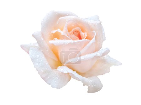 Orange pink rose flower with water drops isolated on white. Elegant hybrid tea rose bloom. Classic rose bloom shape.