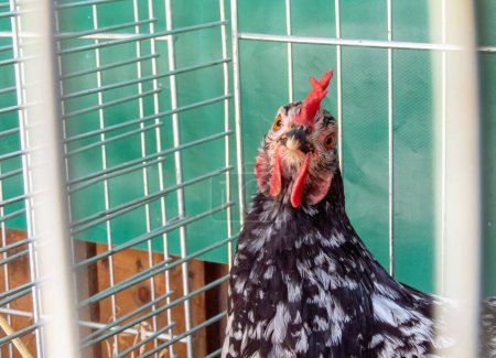 Motley hen in a cage made of metal rods.Female chicken head. Gallus gallus domesticus.