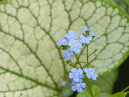 Brunnera macrophylla ou grandes feuilles brunnera fleurs bleues gros plan sur le fond de la feuille floue. Grande fleur d'oubli-moi-pas. Plante à fleurs Heartleaf dans le jardin.