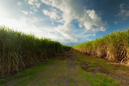 Téléchargez les photos : Path road with rural landscape, blue sky with clouds, farmland - en image libre de droit