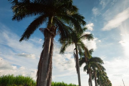 Photo for Palm trees, blue sky with clouds. bottom view - Royalty Free Image