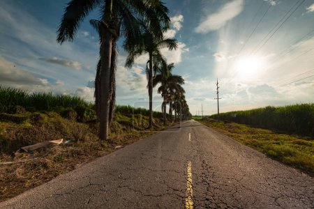 Téléchargez les photos : Route asphaltée avec palmiers, paysage rural, ciel bleu - en image libre de droit