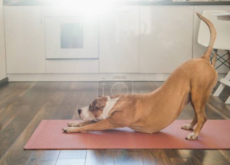 Foto de Lindo perro haciendo anahatasana estirando postura de yoga en la cocina del estudio. Asana, estiramiento corporal y ejercicio en casa con concepto de mascotas, postura extendida de cachorro o perro yoga orientado hacia abajo - Imagen libre de derechos