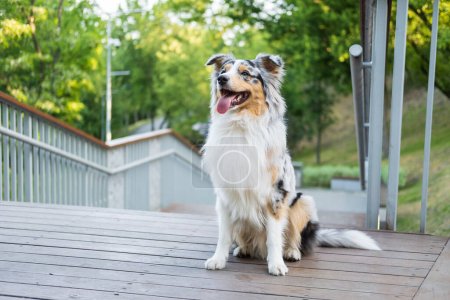 Photo for Portrait of a gorgeous blue merle aussie dog in urban park. Cute australian shepherd sitting on wooden pavement - Royalty Free Image