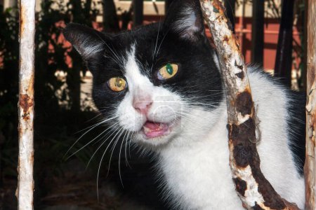 Téléchargez les photos : Un beau chat de ville errant avec une fourrure noire et blanche regarde curieusement hors de sa tanière. - en image libre de droit