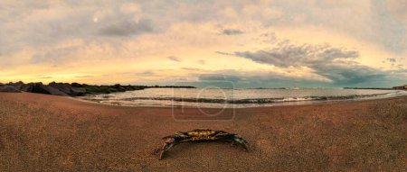 Téléchargez les photos : Crabe bleu géant sur la plage dans un coucher de soleil panoramique en mise au point sélective. - en image libre de droit