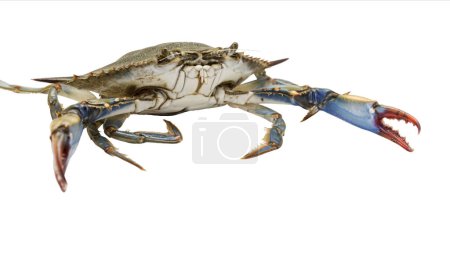 Téléchargez les photos : Le crabe bleu agressif et menaçant sur fond blanc, est une espèce envahissante mais sa viande est délicieuse. - en image libre de droit