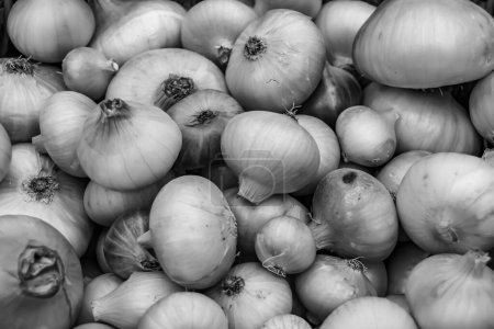 Photo for Photography on theme beautiful onion vegetable plant with napiform skin, photo consisting of onion vegetable plant outdoors in rural, onion vegetable plant from big ground field collected by farmer - Royalty Free Image