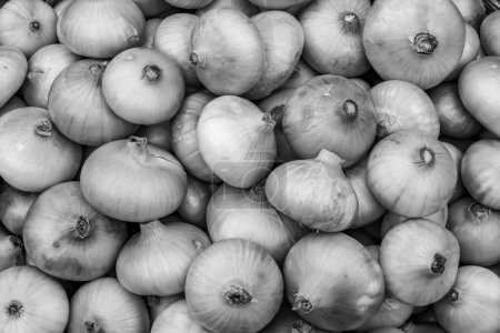 Photo for Photography on theme beautiful onion vegetable plant with napiform skin, photo consisting of onion vegetable plant outdoors in rural, onion vegetable plant from big ground field collected by farmer - Royalty Free Image