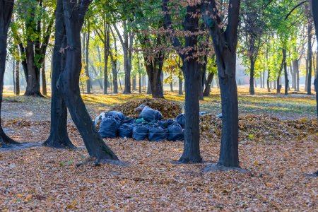 Photo for Photography on theme bags of leaves in forest on background natural nature, photo consisting from large bags of leaves to forest among tall trees, big bags of leaves at forest for clean environment - Royalty Free Image
