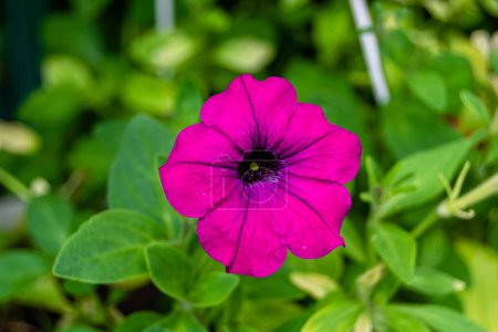 Photo for Photography on theme beautiful wild growing flower petunia on background meadow, photo consisting from wild growing flower petunia to grass meadow, wild growing flower petunia at meadow countryside - Royalty Free Image