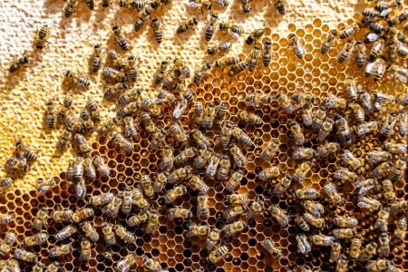 Foto de Estructura hexágono abstracta es panal de abeja colmena llena de miel de oro, composición de verano panal que consiste en miel pegajosa de pueblo de abejas, miel rural de abejas panales al campo - Imagen libre de derechos