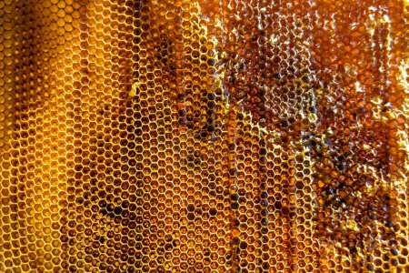 Foto de Gota de miel de abeja goteo de panales hexagonales llenos de néctar dorado, panales composición de verano que consiste en la gota de miel natural, goteo en la abeja marco de cera, gota de miel de abeja goteo en panales - Imagen libre de derechos