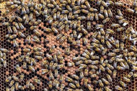 Estructura hexágono abstracta es panal de abeja colmena llena de miel de oro, composición de verano panal que consiste en miel pegajosa de pueblo de abejas, miel rural de abejas panales al campo