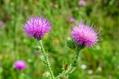 Photo for Beautiful growing flower root burdock thistle on background meadow, photo consisting from growing flower root burdock thistle to grass meadow, growing flower root burdock thistle at meadow countryside - Royalty Free Image