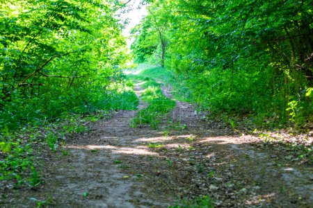 Photo for Photography on theme beautiful footpath in wild foliage woodland, photo consisting of rural footpath to wild foliage woodland without people, footpath at wild foliage woodland this is natural nature - Royalty Free Image