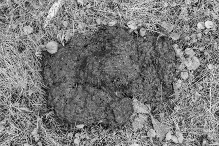 Téléchargez les photos : Photography on theme fresh cow dung lies on manure animal farm, photo consisting of beautiful cow dung in manure meadow fragrance grass, natural cow dung this is bio fertilizer from nature soft manure - en image libre de droit