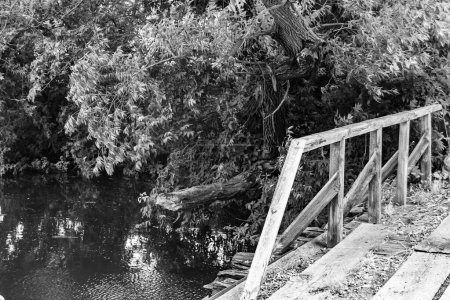 Bellamente de pie viejo puente de madera sobre el río en fondo claro de cerca, fotografía que consta de viejo puente de madera sobre el río en el follaje, viejo puente de madera en el río para el parque natural salvaje