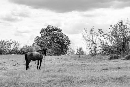 Beau cheval sauvage brun étalon sur prairie de fleurs d'été, cheval mangeant de l'herbe sombre, étalon de cheval avec long portrait crinière en position debout, étalon équin à l'extérieur, grands chevaux équins