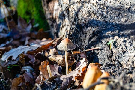 Fotografie zum Thema große schöne giftige Pilze im Wald auf Blättern Hintergrund, Foto bestehend aus natürlichen giftigen Pilz in den Wald im Freien, giftige Pilze in großen Wald aus nächster Nähe