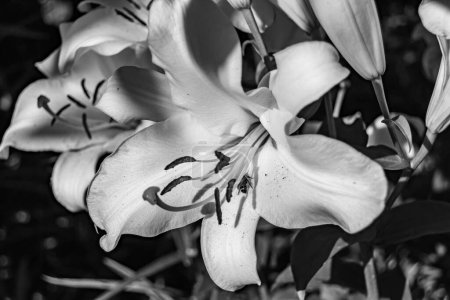 Fein wild wachsende Liliengewächse auf der Hintergrundwiese, Foto bestehend aus wild wachsenden Liliengewächsen auf der Graswiese, wild wachsenden Liliengewächsen auf der Kräuterwiese Landschaft
