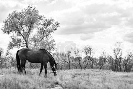 Hermoso semental caballo marrón salvaje en el prado de flores de verano, equino comiendo hierba oscura, semental caballo con retrato de crin larga en posición de pie, semental equino al aire libre, grandes equinos de caballo