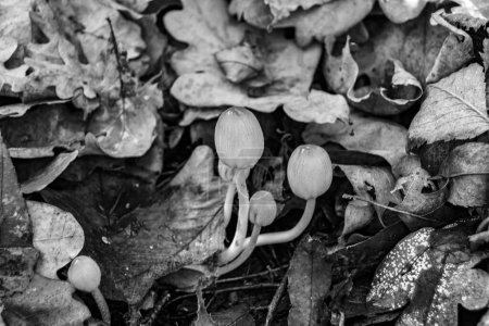 Fotografía para temática grande hermoso hongo venenoso en el bosque sobre el fondo de las hojas, foto que consta de hongo venenoso natural al bosque al aire libre, hongo venenoso en el bosque grande de cerca