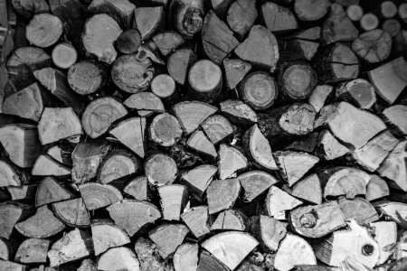 Fotografía sobre tema gran pared de troncos de roble apilados en grietas, foto que consiste en troncos de roble viejo en el fondo de la naturaleza, troncos de roble de anillos anuales redondos texturizados con rayas de varios tamaños