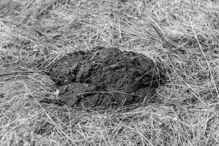 Photography on theme fresh cow dung lies on manure animal farm, photo consisting of beautiful cow dung in manure meadow fragrance grass, natural cow dung this is bio fertilizer from nature soft manure
