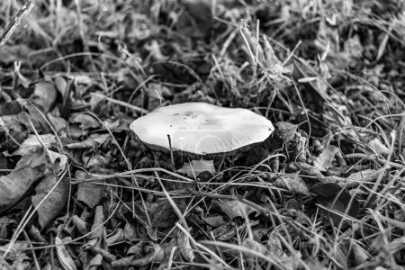 Photography to theme large beautiful poisonous mushroom in forest on leaves background, photo consisting of natural poisonous mushroom to forest outdoors, poisonous mushroom at big forest close up