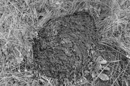 Photography on theme fresh cow dung lies on manure animal farm, photo consisting of beautiful cow dung in manure meadow fragrance grass, natural cow dung this is bio fertilizer from nature soft manure