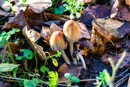 Photographie à thème grand beau champignon toxique dans la forêt sur fond de feuilles, photo composée de champignons toxiques naturels à la forêt à l'extérieur, champignon toxique à grande forêt gros plan