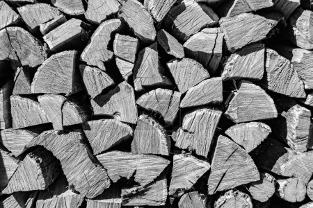 Fotografie zum Thema große Wand aus gestapelten Eichenstämmen in Rissen, Foto bestehend aus alten Eichenstämmen auf Naturhintergrund, Eichenstämme aus strukturierten runden Jahresringen mit Streifen verschiedener Größe