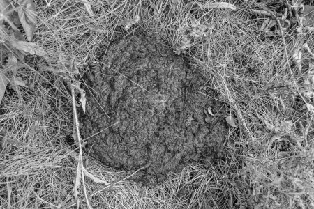 Téléchargez les photos : Photography on theme fresh cow dung lies on manure animal farm, photo consisting of beautiful cow dung in manure meadow fragrance grass, natural cow dung this is bio fertilizer from nature soft manure - en image libre de droit