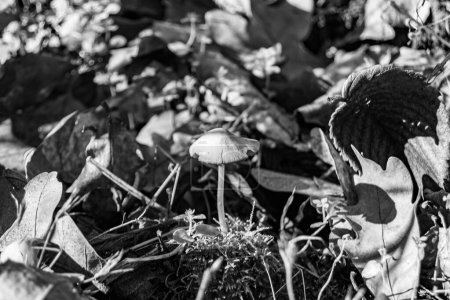 Fotografía para temática grande hermoso hongo venenoso en el bosque sobre el fondo de las hojas, foto que consta de hongo venenoso natural al bosque al aire libre, hongo venenoso en el bosque grande de cerca