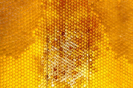 Gota de miel de abeja goteo de panales hexagonales llenos de néctar dorado, panales composición de verano que consiste en la gota de miel natural, goteo en la abeja marco de cera, gota de miel de abeja goteo en panales