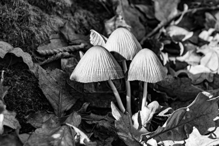 Fotografie zum Thema große schöne giftige Pilze im Wald auf Blättern Hintergrund, Foto bestehend aus natürlichen giftigen Pilz in den Wald im Freien, giftige Pilze in großen Wald aus nächster Nähe