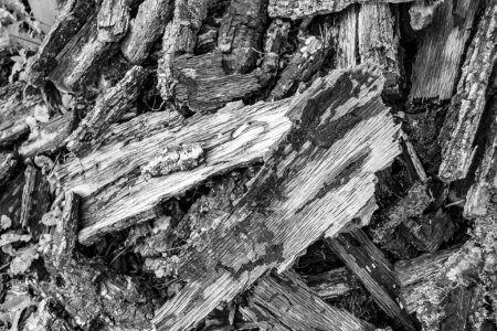 Photographie sur le thème grand mur de billes de chêne empilées dans les fissures, photo composée de vieilles billes de chêne sur le fond de la nature, billes de chêne des anneaux annuels ronds texturés avec des rayures de différentes tailles